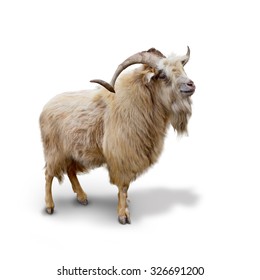 Wild Mountain Goat Isolated On The White Background