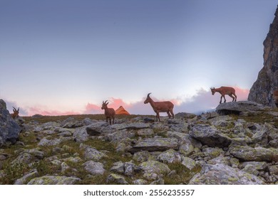 Wild mountain goats graze between the stones. There is a tourist tent in the background. - Powered by Shutterstock