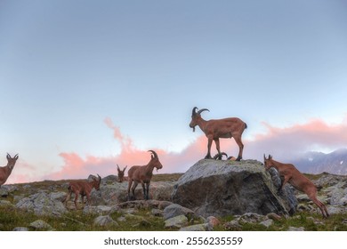 Wild mountain goats graze between the stones. There is a tourist tent in the background. - Powered by Shutterstock