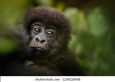 Wild mountain gorilla in the nature habitat. Very rare and endangered animal close up. African wildlife.Big and charismatic creature. Mountain gorillas. Gorilla beringei beringei.