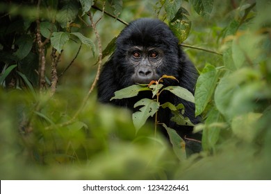 Wild mountain gorilla in the nature habitat. Very rare and endangered animal close up. African wildlife.Big and charismatic creature. Mountain gorillas. Gorilla beringei beringei. - Powered by Shutterstock