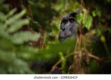 Wild mountain gorilla in the nature habitat. Very rare and endangered animal close up. African wildlife.Big and charismatic creature. Mountain gorillas. Gorilla beringei beringei. - Shutterstock ID 1298426419