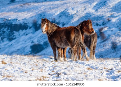 Wild Mountain Ponies In A Cold, Snowy, Winter Landscape (Wales, UK)