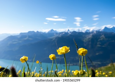 wild mountain yellow flowers in front of the Bernese alps and the brienzer lake in switzerland