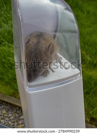 Wild mouse captured inside a humane live trap outdoors. Close-up view of a small rodent during pest control and wildlife management. Concept of rodent monitoring, humane capture, household infestation prevention and residential pest management. Vertical photo with copy space.