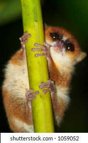 Wild Mouse Lemur, Madagascar