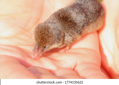 Wild Mouse With A Long Muzzle In The Hands Of A Girl, Close-up, Bright Sunlight. Eurasian Least Shrew Or Lesser Pygmy Shrew.