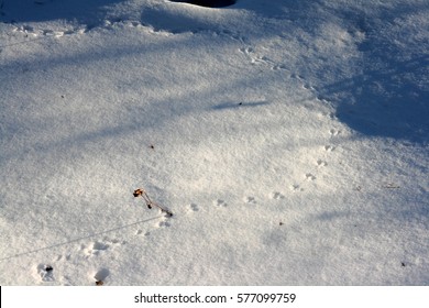 178 Mouse footprint Stock Photos, Images & Photography | Shutterstock