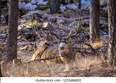 Wild Mule Deer Buck