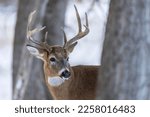 Wild mule deer buck in Cherry Creek State Park near Denver, Colorado. 