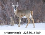 Wild mule deer buck in Cherry Creek State Park near Denver, Colorado. 