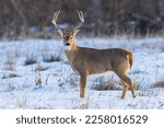 Wild mule deer buck in Cherry Creek State Park near Denver, Colorado. 