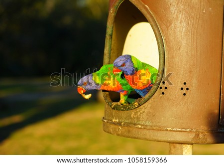 Wild Multicolored Lorikeet Parakeet Birds Bird Stock Photo Edit