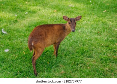 Wild muntjac deer close up. Hagenbeck Park.