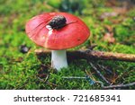 Wild mushroom