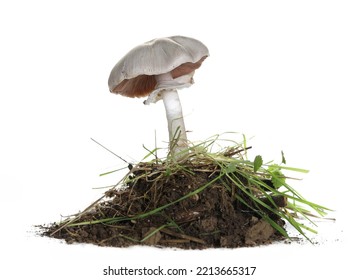 Wild mushroom (Agaricus bisporus) and dirt isolated on white 