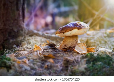 Wild mushroom in the forest