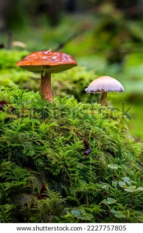 Wild mushroom in forest. Forest wild mushroom
