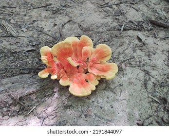 A Wild Mushroom Found In Brown County, IN State Park. 