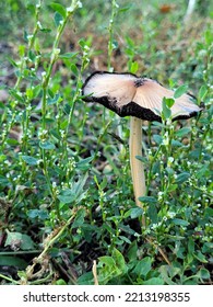 Wild mushroom in the green grass. Toadstool in the grass. Fly agaric in the forest. Pale toadstool, a poisonous mushroom. - Shutterstock ID 2213198355
