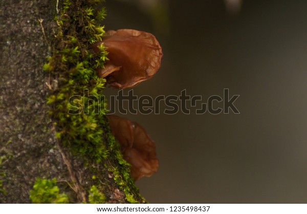 Wild Mushroom Local Called Kulat Telinga Stock Photo Edit Now 1235498437