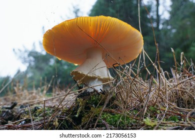 Wild Mushroom On Rainforest Floor In South Island, New Zealand.