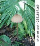 Wild mushroom photographed in the city of Mogi das Cruzes - São Paulo - Brazil