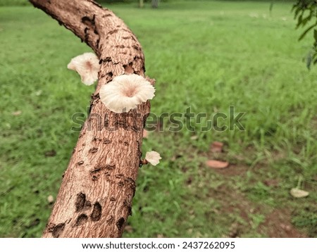 Wild mushroom plants that grow on dead logs in a garden