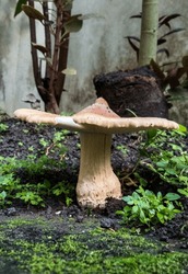 Wild Mushrooms Growing In Bloom Are Seen Close Up