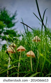 Wild Mushrooms Growing Grass Taking An Orange County New York July 2021￼