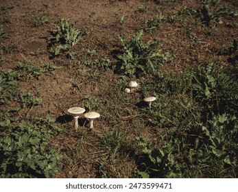 Wild mushrooms growing in a natural grassland environment, surrounded by soil and green vegetation. Perfect for themes of nature, foraging, organic food, and natural habitats. High quality, detailed - Powered by Shutterstock