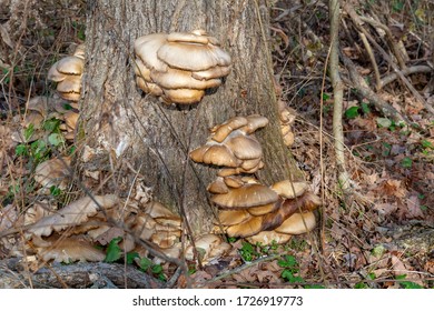 Wild mushrooms growing on tree trunk and close to tree roots during autumn in Pennsylvania