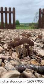 Wild Mushrooms Growing In Veg Patch Bark