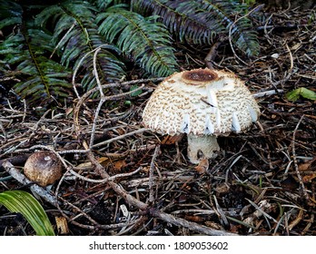 Wild mushrooms growing in the woods