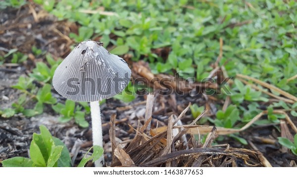 Wild Mushrooms That Grow Garden Type Stock Photo Edit Now 1463877653