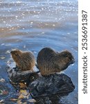 Wild Muskrat eating bread along the river of Vltava river in Prague, the Czech Republic