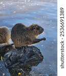 Wild Muskrat eating bread along the river of Vltava river in Prague, the Czech Republic