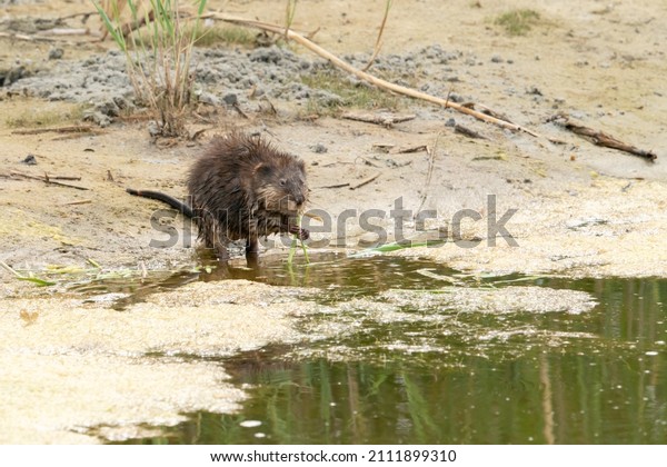 Wild muskrat large wild\
animal, wet furry omnivore rodent with long tail grabs and holds\
and eats aquatic plants at the edge of a still water river or\
wetland swamp 