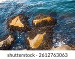 Wild Mussels (Mytilus Edulis) on the rock at low tide, Monterey, California