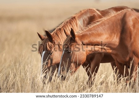 Wild mustang free on yellow summer field