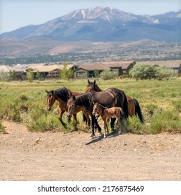 Wild Mustang Horse family in the desert near Reno, Nevada with Mt. Rose in the distant background.