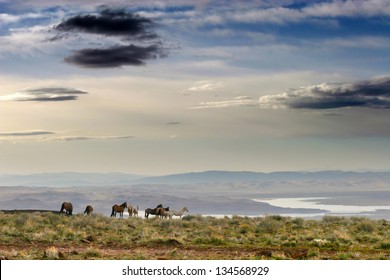 Wild Mustang Horse in the Nevada desert.