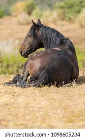 Wild Mustang horse resting in field. 