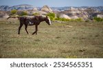 Wild Mustang Horse Walking in Theodore Roosevelt National Park in North Dakota