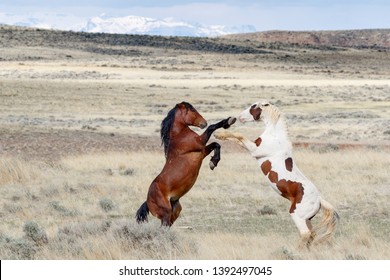Wild Mustang Horses In A Battle
