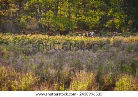Wild Mustang Horses at Chincoteague National Wildlife Refuge in Virginia, USA