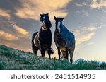 Wild mustang horses on the prairie, Theodore Roosevelt National Park, North Dakota, USA