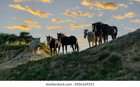 Wild mustang horses on the prairie, Theodore Roosevelt National Park, North Dakota, USA