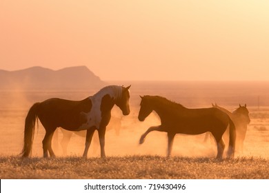 Wild Mustang Horses Playing In The Desert