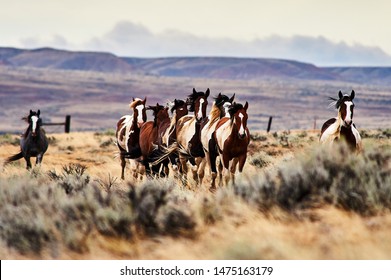 Wild Mustang Horses Running Free